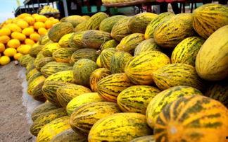 哈密瓜在哪里可以免费吃,寻味之旅,尽享甜蜜时光 第3张 哈密瓜在哪里可以免费吃,寻味之旅,尽享甜蜜时光 第3张